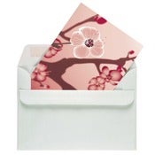Image of Yoshie blossom (6 cards)