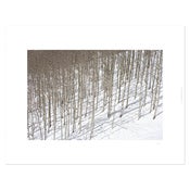 Image of "Aspen"