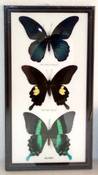 Image of 3 BUTTERFLY FRAME (3BTF2)