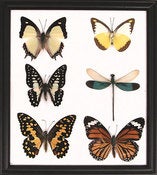 Image of 6 Butterfly frame 