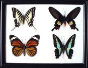 Image of 4 Butterfly frame