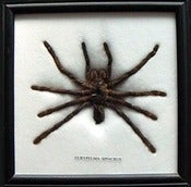 Image of Giant Bird-Eating Spider frame