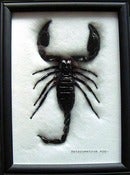 Image of Giant Black Scorpion frame