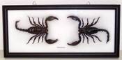 Image of Double Scorpion frame