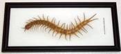Image of Giant Centipede frame 