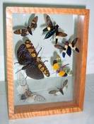 Image of Flying Insect Glass frame