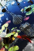 Image of Florida Everglades
