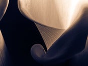 Image of Calla Inside