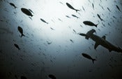 Image of Galapagos #1