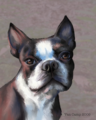Image of Boston Terrier, 8x10 Print, Dog Art by Susan Van Camp