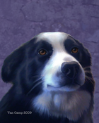 Image of Border Collie, 8x10 Print, Dog Art by Susan Van Camp 01