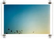 Image of D Day Birds - Fuji Archival
