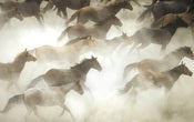 Image of Ghost Herd