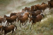 Image of Downhill Charge