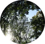 Image of NO KIDS 7" Picture Disc