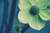 Image of dogwood up close