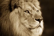 Image of Lion Gaze