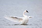 Image of Tundra Swan