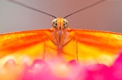 Image of Butterfly Gaze
