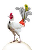 Image of Gallo