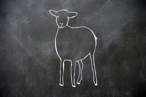 Image of little lamb
