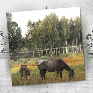 Pianos Become The Teeth - Old Pride LP