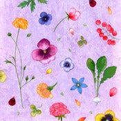 Image of Fusia - Herb Garden