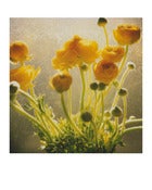 Image of in the afternoon light