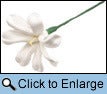 Image of Hawaiian Tiare Hair Pick