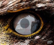 Image of Eye of the Golden Eagle! 11x14 $150.00,  16x20 $200.00