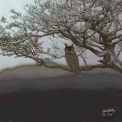 Image of Hoot Owl in tree! 8x8 $30.00,  12x12  $75.00