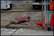 Image of Bear
