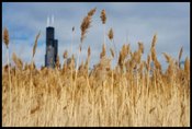 Image of Prairie Grass