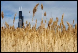 Image of Prairie Grass