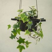 Image of Hanging Flower Pot Four Horns