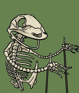 Image of Kermit skeleton