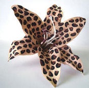 Image of Leopard Lily hair flower 