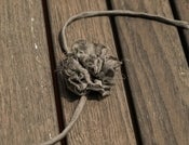 Image of PULSERA FLOR VOILE KAKI