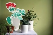 Image of Houseplants: Geranium #2
