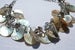 Image of Tiara Shells - Natural / Earth Tone