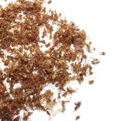 Image of Toasted Weaver Ants