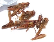 Image of Flying Grasshoppers