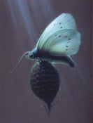 Image of Nausithaus Poster