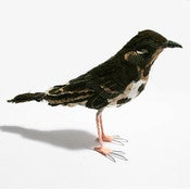 Image of SONG THRUSH