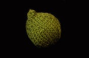 Image of Knitted Lime