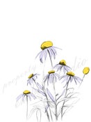 Image of cone flowers