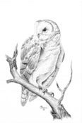Image of Barn Owl