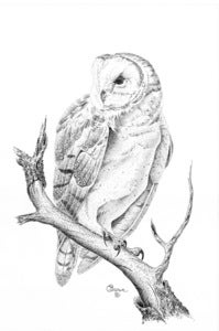 Image of Barn Owl