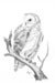 Image of Barn Owl