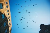 Image of Birds in Flight